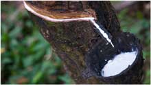 RISDA encourages Malaysian smallholders to cultivate rubber in idle lands
