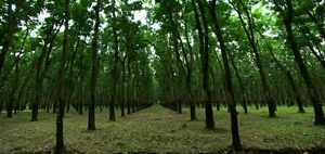 rubber plantation