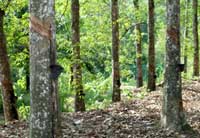 Poor tapping activities caused low rubber incentives claims – plantation minister