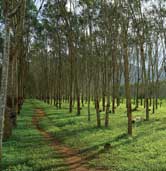  Sri Lanka forms a committee to develop rubber cultivation