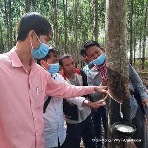 WWF, Cambodia’s MAFF sign partnership deal on sustainable rubber value chains