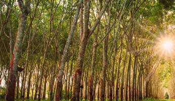 Hainan Rubber to acquire stake in Halcyon Agri