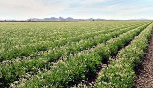 Bridgestone awarded US$35 mn from USDA for guayule production