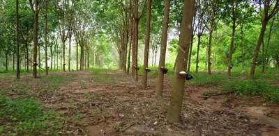  rubber trees