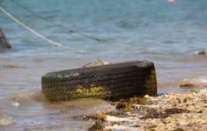 Researchers investigate impact of toxic tyre chemicals in UK marine life