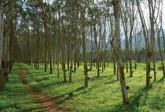 Natural rubber production