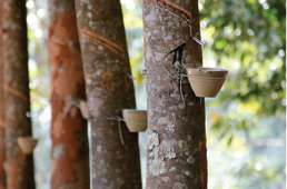 Southeast Asia’s rubber sector rooting for sustainability