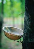 Philippine’s rubber sector roots for global competitiveness
